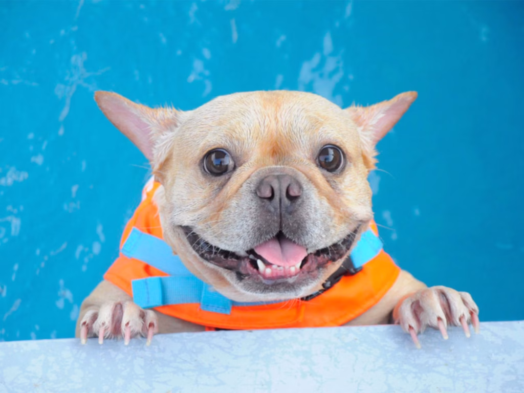 Can French Bulldogs Swim?
